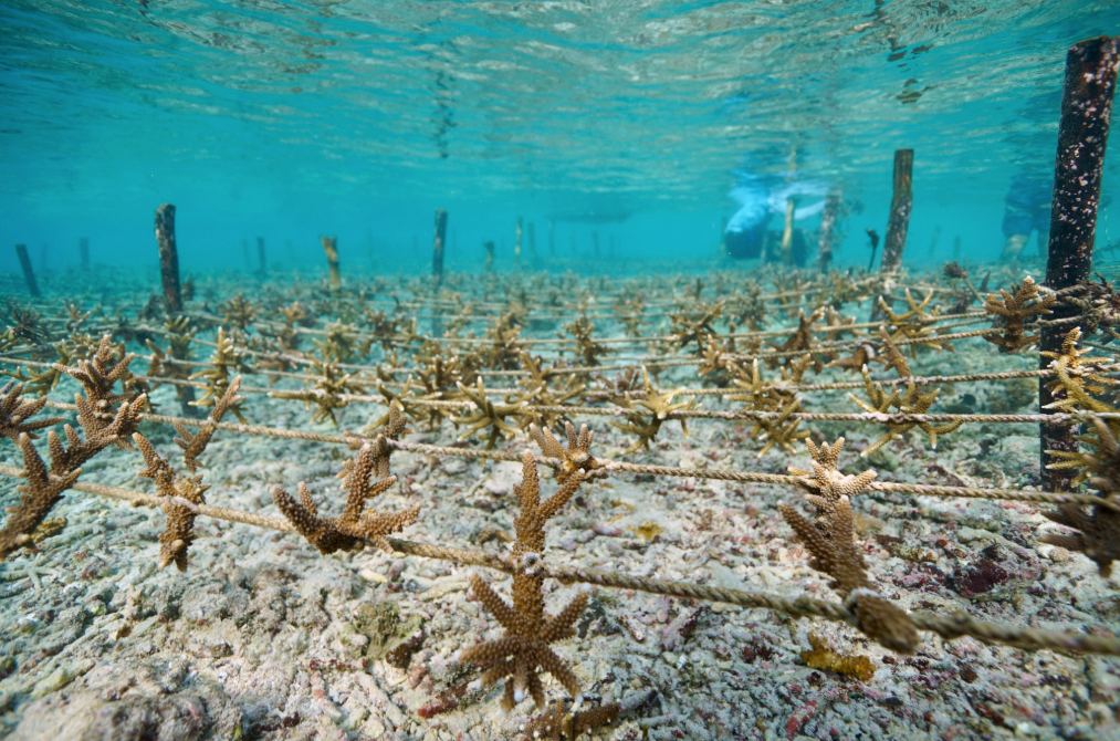 Why We Partner with Sea Trees: Restoring Our Oceans, One Purchase at a Time