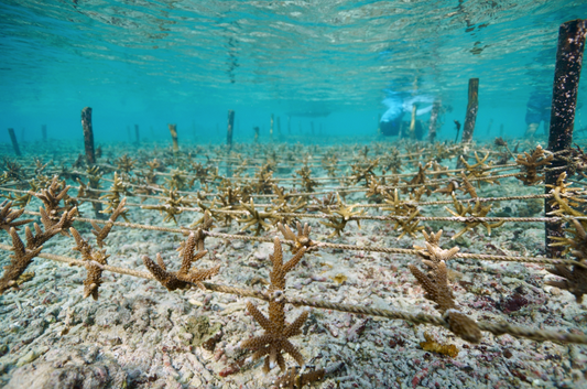 Why We Partner with Sea Trees: Restoring Our Oceans, One Purchase at a Time